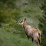 Stambecchi nel Parco Nazionale del Gran Paradiso, sentieri riaperti dal 15 aprile.