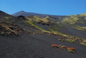 Fioritura delle ginestre sul Vesuvio con sentieri panoramici nel 2026.