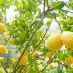 Festival dei limoni in Costiera Amalfitana: decorazioni colorate e visitatori festosi tra limoni e tradizioni locali.