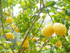 Festival dei limoni in Costiera Amalfitana: decorazioni colorate e visitatori festosi tra limoni e tradizioni locali.